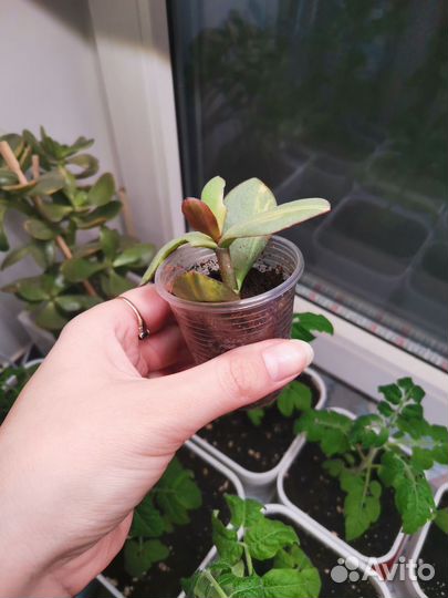 Крассула blue bird mediovar