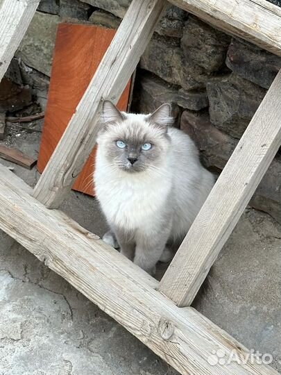 Невская маскарадная кошка