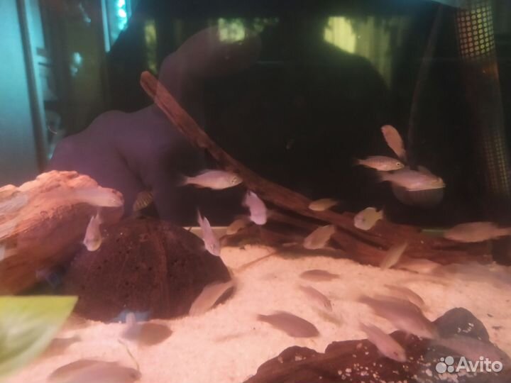 Голубой дельфин