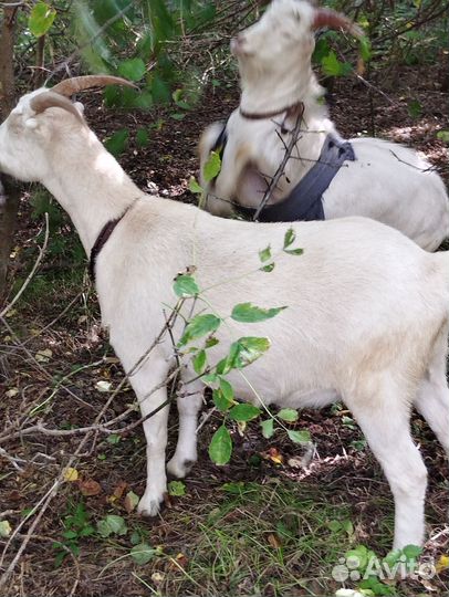 Козлик ламанча