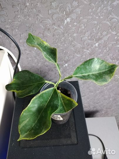 Лимон, апельсин вариегатные