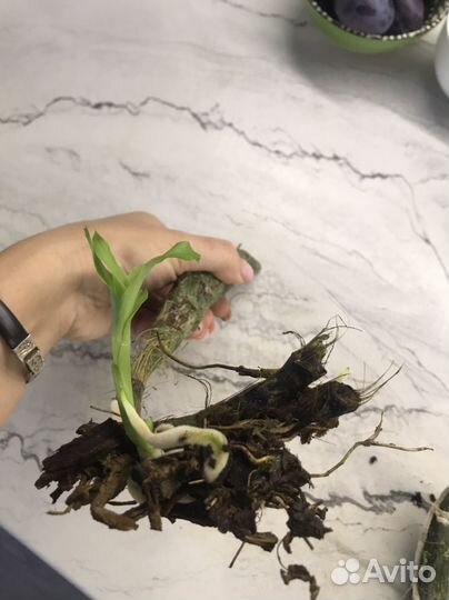 Орхидея Chysis bractescens