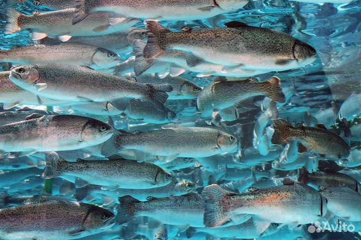 Инвесторам Аквафермы на паях. Пассивный доход 60%
