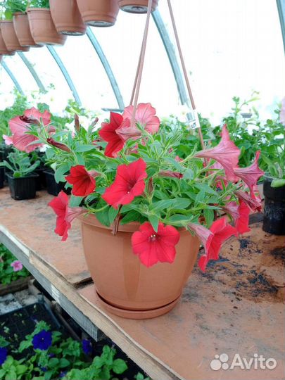 Рассада цветов и овощей