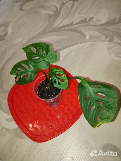 Монстера адансона