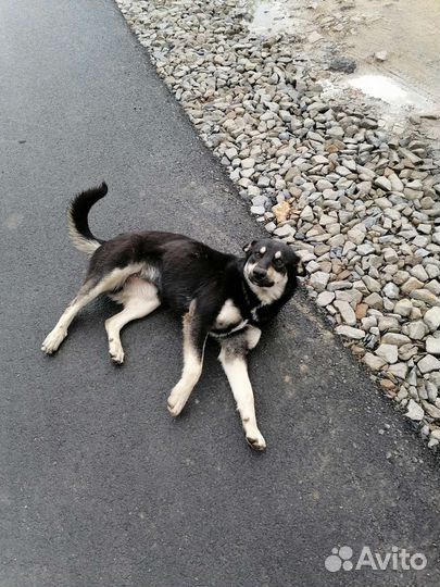 Собака в добрые руки