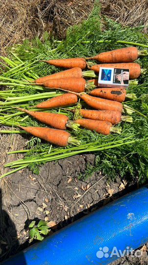 Морковь оптом