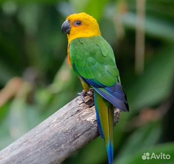 Аратинга Ендайя