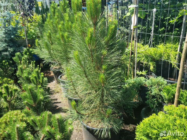 Сосна грин тауэр