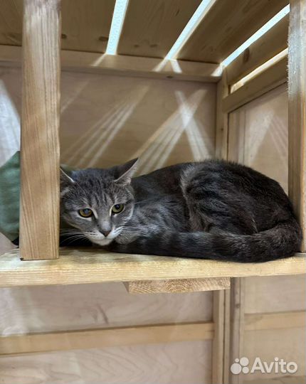 Кошечка в добрые руки