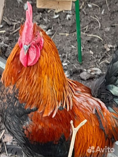 Инкубационное яйцо