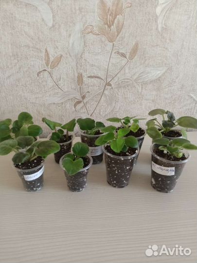 Фиалки детки