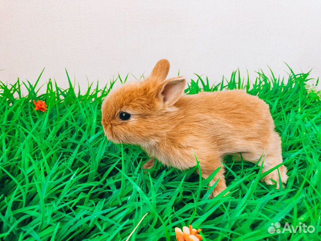 Мини карликовый кролик - самый маленький объявление продам
