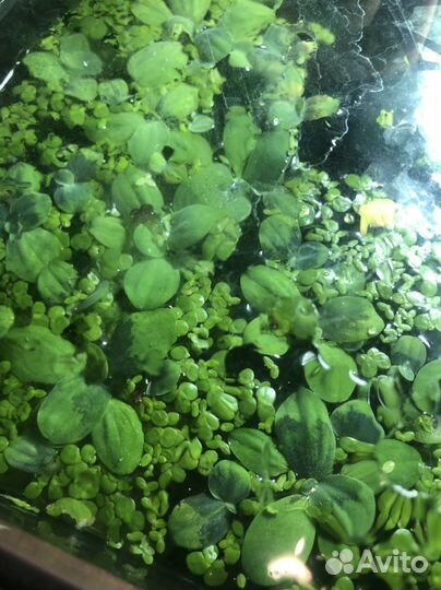 Растения для аквариума