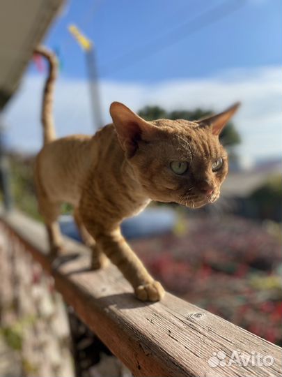 Девон рэкс вязка