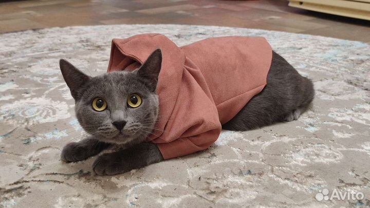 Толстовка для кошек