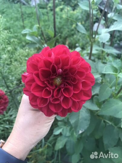 Георгины клубни