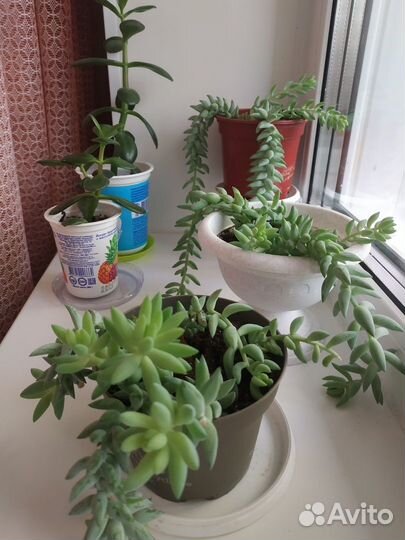Седум Моргана и толстянка (денежное дерево