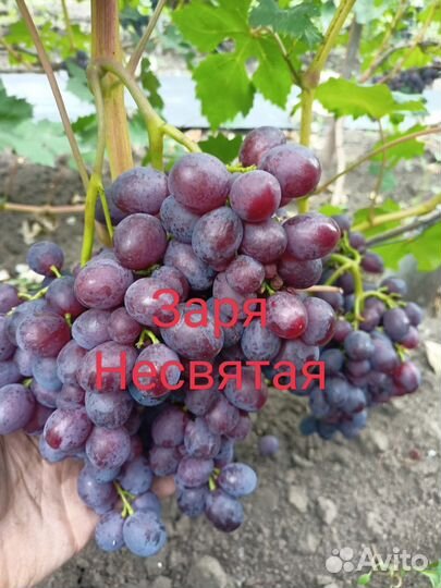 Саженцы винограда