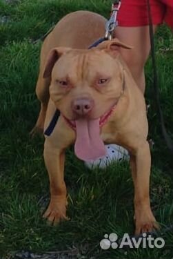 Питбульрр вязка