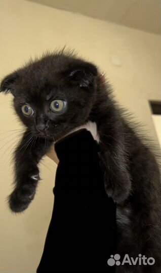 Котенок девочка бесплатно