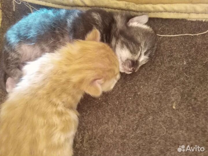 Котята в добрые руки