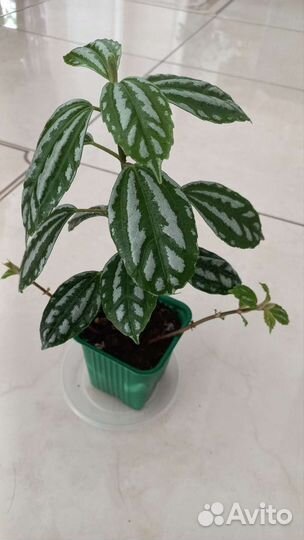 Пилея Кадье