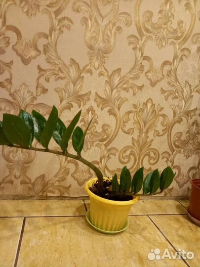 Замиокулькас