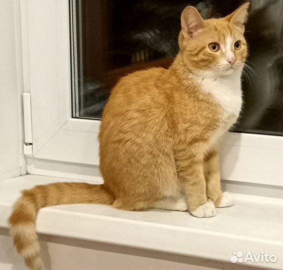 Кастрированный котик