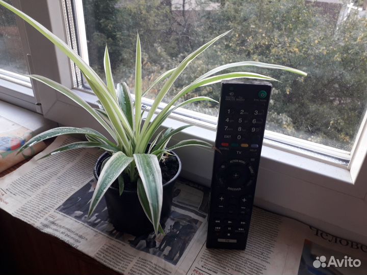 Хлорофитум