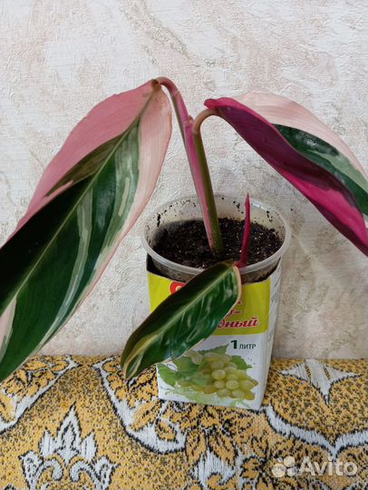 Строманта триколор