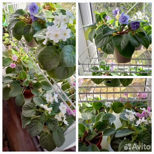 Фиалки цветущие в горшке