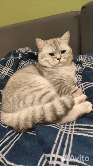 Британский кот вязка