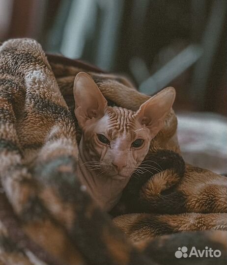 Донской сфинкс