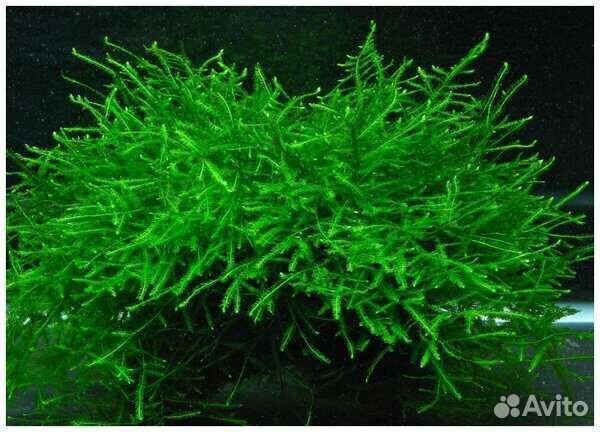 Светильник LED Scape Aqua Plant (80 см.)