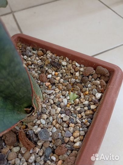 Сансевиерия сортовая