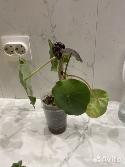 Нематантус лирата муншайн ятрофа красула опунция