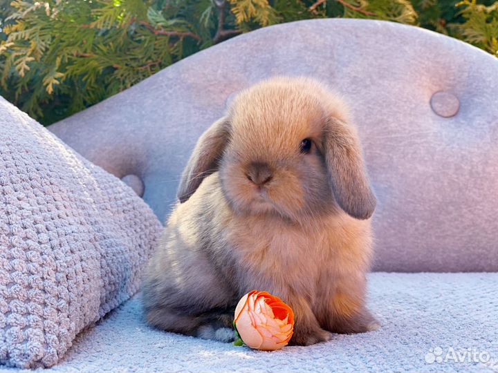 Mini Lop, NHD, цветные карлики и клетки