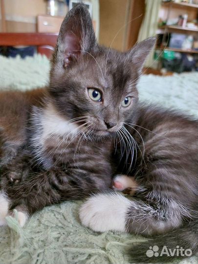 Кошка в дар бесплатно