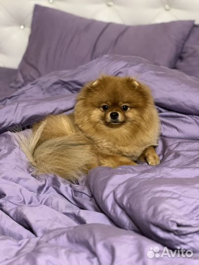 Шпиц мини вязка (мальчик)