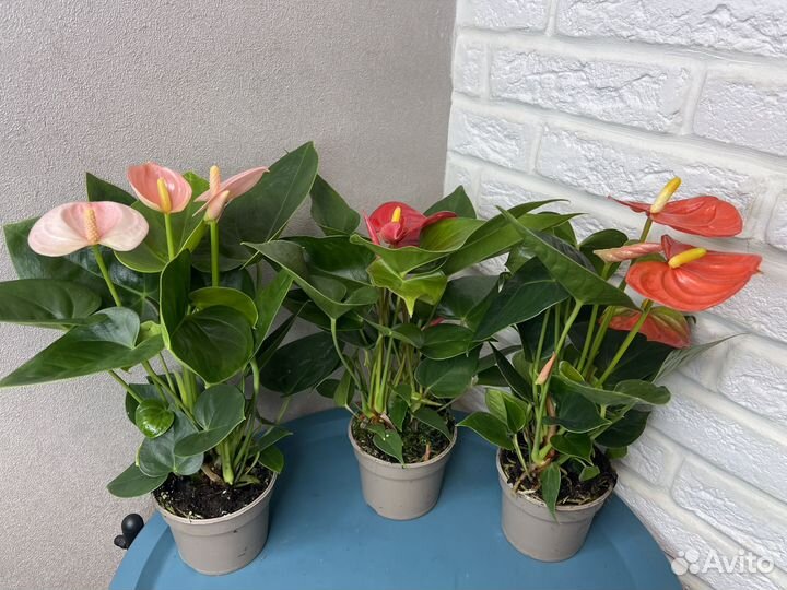 Комнатные цветы антуриум мужское счастье