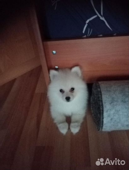 Померанский шпиц мини щенок