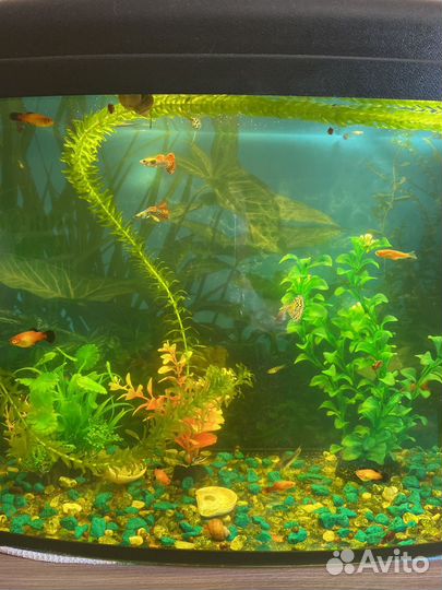 Аквариумные рыбки