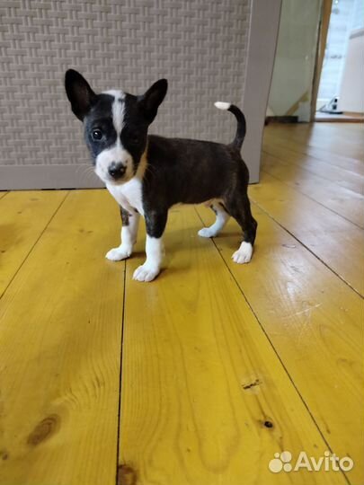 Щенки басенджи