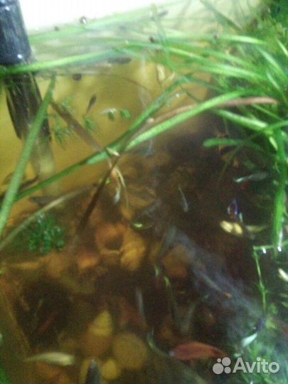 Рыбки и растения