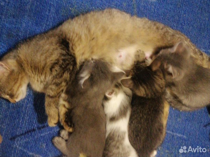 Кошки в добрые руки бесплатно