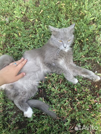 Отдам кота в добрые руки