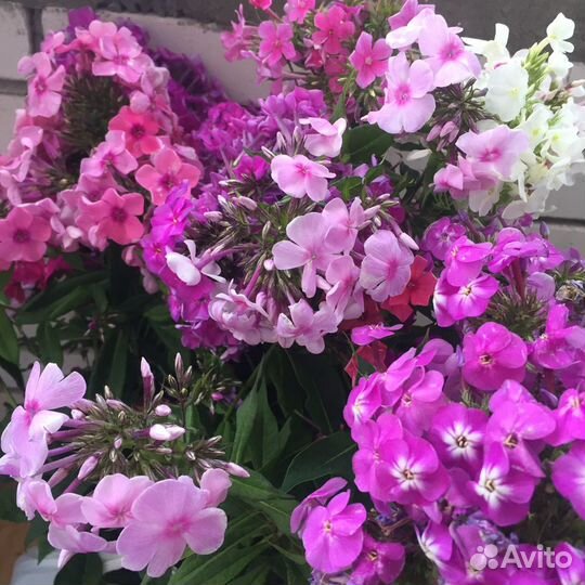 Набор флоксов 12 сортов