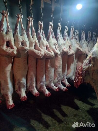 Баранина оптом