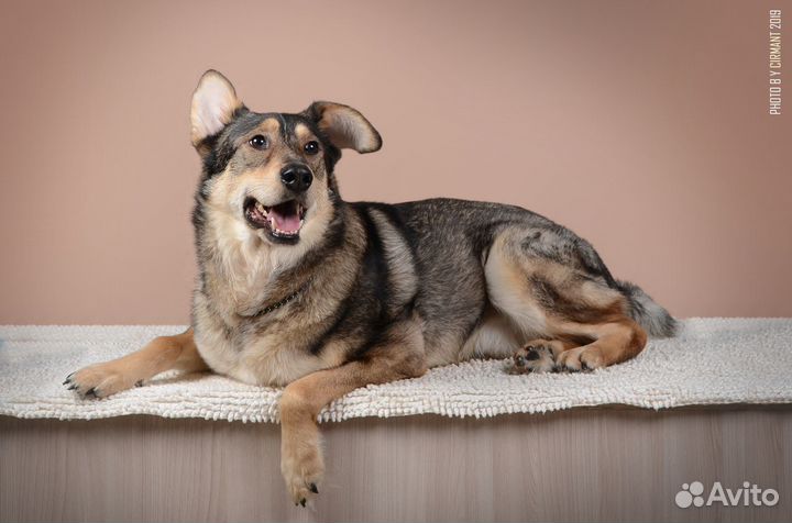 Смышлённый Джефри